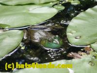 /home//u458753944/public_html/sourcegallery//////////////Frogs/More bullfrogs/P7261297.JPG